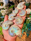 Rainbow flash ammonite