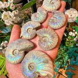 Rainbow flash ammonite