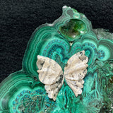 Ocean Jasper Butterfly