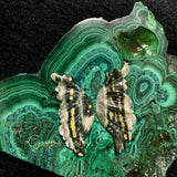 Ocean Jasper Butterfly