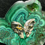 Ocean Jasper Butterfly