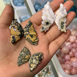 Ocean jasper butterfly