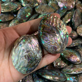 Abalone shell pendant (double faced)